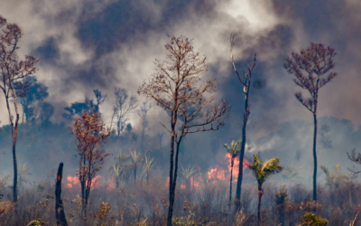 Pior da história, seca extrema aumentou 2000% na Amazônia brasileira este ano